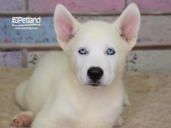 Siberian Husky-DOG-Male-White-3091-Petland Lee's Summit, MO