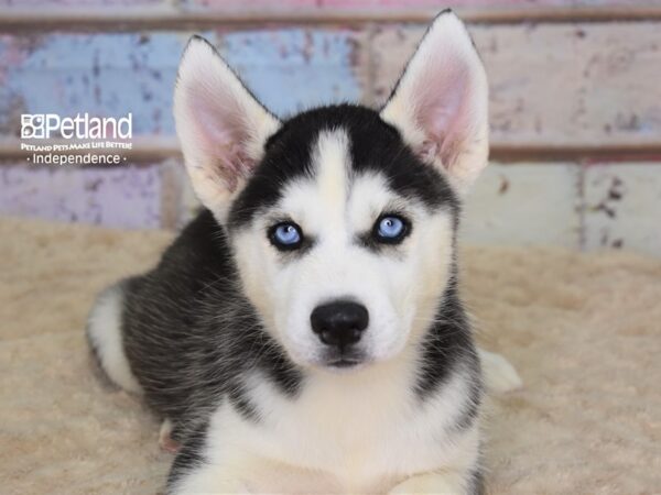 Siberian Husky-DOG-Female-Black & White-3092-Petland Lee's Summit, MO