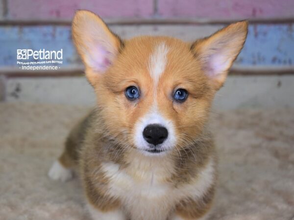 Pembroke Welsh Corgi-DOG-Male-Red & White-3109-Petland Lee's Summit, MO