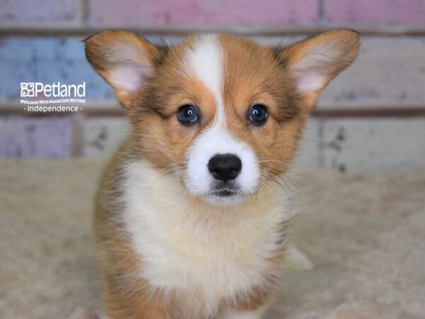 Pembroke Welsh Corgi-DOG-Female-Red & White-3110-Petland Lee's Summit, MO