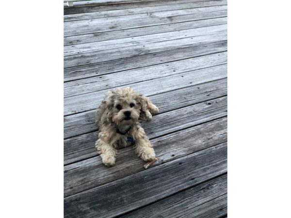 Cockachon-DOG-Male-Sable-2674-Petland Lee's Summit, MO