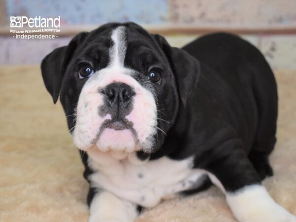 English Bulldog-DOG-Male-Black & White-3122-Petland Lee's Summit, MO