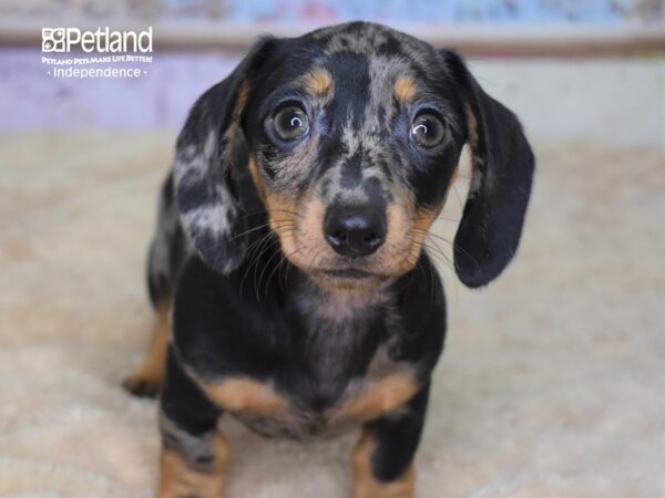 Dachshund-DOG-Female-Black & Tan Dapple-3119-Petland Lee's Summit, MO