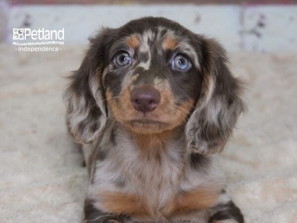 Dachshund-DOG-Female-Chocolate & Tan Dapple-3118-Petland Lee's Summit, MO