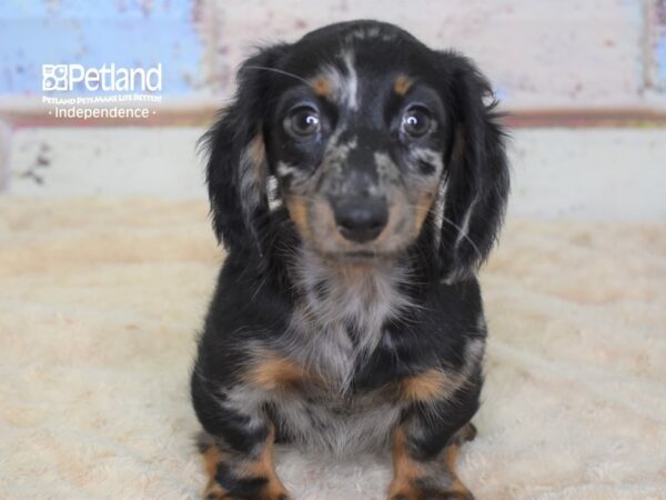 Dachshund-DOG-Male-Black & Tan Dapple-3117-Petland Lee's Summit, MO