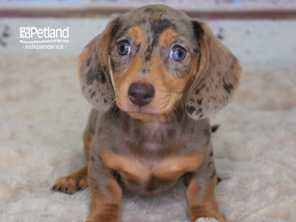 Dachshund-DOG-Male-Chocolate & Tan Dapple-3116-Petland Lee's Summit, MO