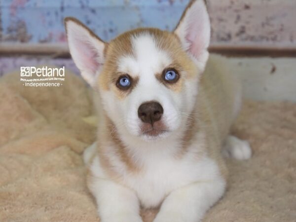 Siberian Husky-DOG-Female-Red & White-3089-Petland Lee's Summit, MO
