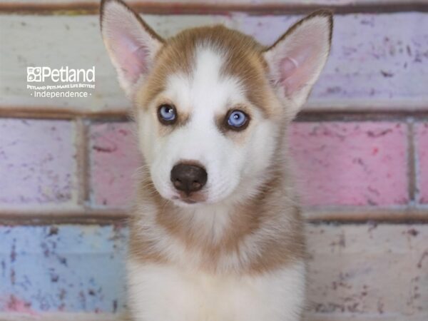 Siberian Husky-DOG-Female-Red & White-3090-Petland Lee's Summit, MO