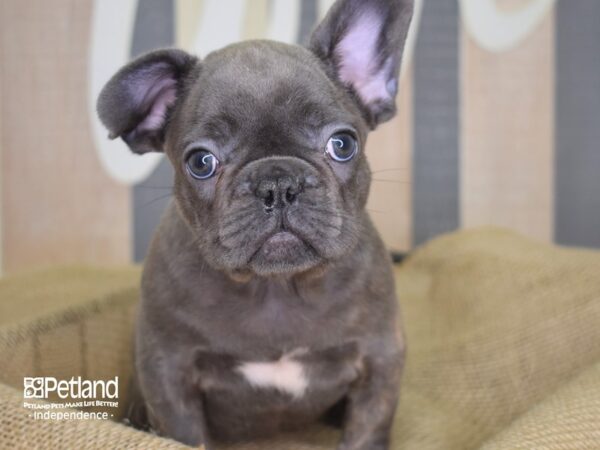 French Bulldog-DOG-Male-Blue-3133-Petland Lee's Summit, MO