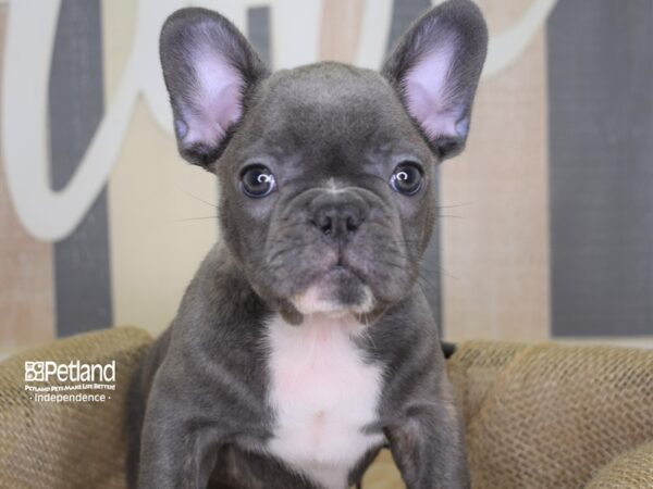 French Bulldog-DOG-Male-Blue-3132-Petland Lee's Summit, MO