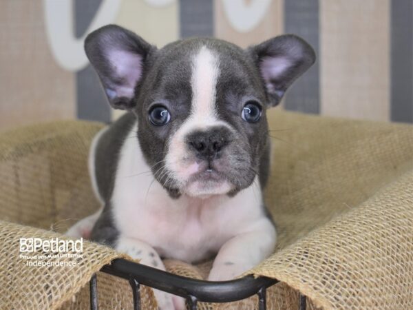 French Bulldog-DOG-Female-Blue & White, Piebald-3134-Petland Lee's Summit, MO