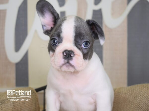 French Bulldog-DOG-Male-Blue & White, Piebald-3131-Petland Lee's Summit, MO