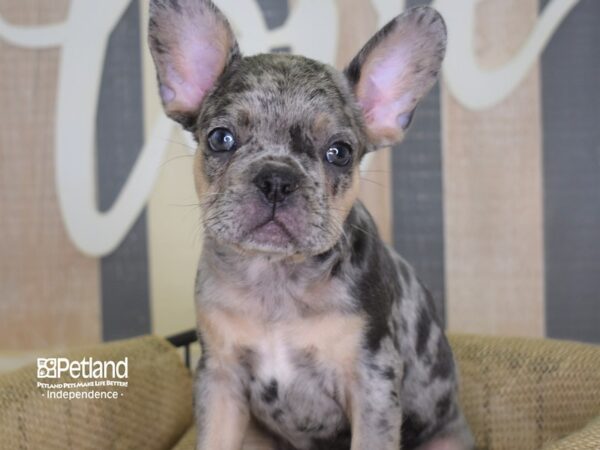 French Bulldog-DOG-Male-Blue Merle-3128-Petland Lee's Summit, MO