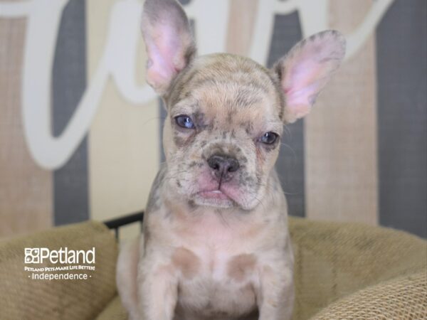 French Bulldog-DOG-Female-Lilac Merle-3129-Petland Lee's Summit, MO
