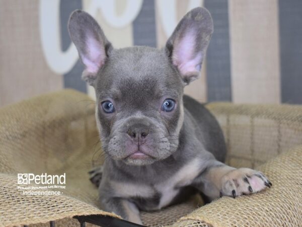 French Bulldog-DOG-Male-Lilac & Tan-3127-Petland Lee's Summit, MO
