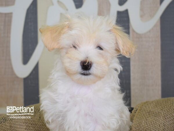 Maltipoo-DOG-Female--3115-Petland Lee's Summit, MO