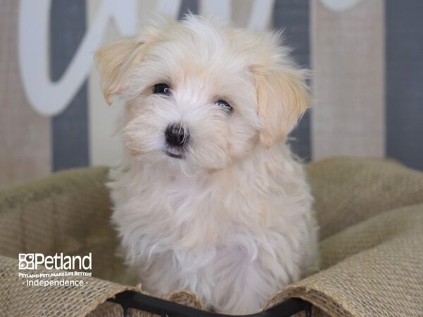 Maltipoo-DOG-Male--3112-Petland Lee's Summit, MO