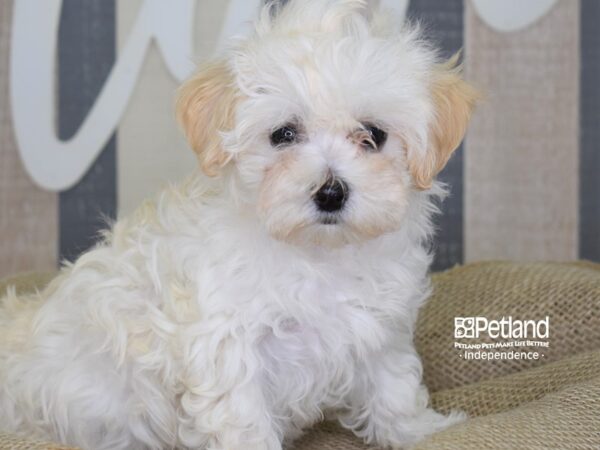 Maltipoo-DOG-Female--3113-Petland Lee's Summit, MO