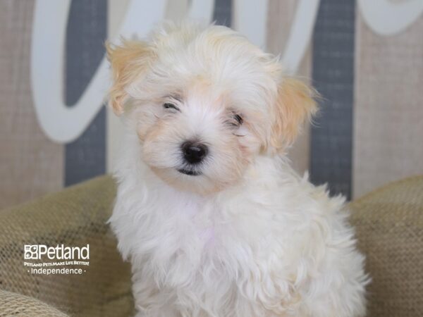 Maltipoo-DOG-Female--3114-Petland Lee's Summit, MO