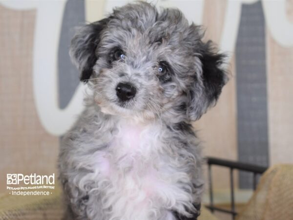 Miniature Aussiedoodle-DOG-Male-Merle-3135-Petland Lee's Summit, MO