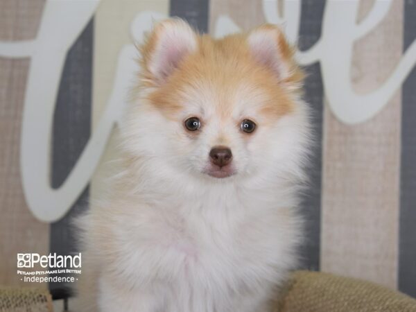 Pomsky-DOG-Female-Cream-3126-Petland Lee's Summit, MO