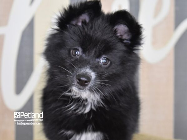 Pomsky-DOG-Female-Black-3124-Petland Lee's Summit, MO
