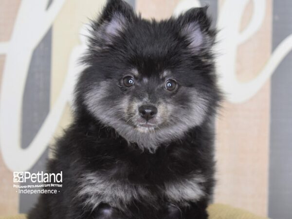 Pomsky-DOG-Female-Black-3125-Petland Lee's Summit, MO