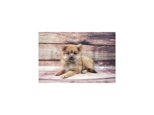 Pomeranian-DOG-Female-Orange-3148-Petland Lee's Summit, MO