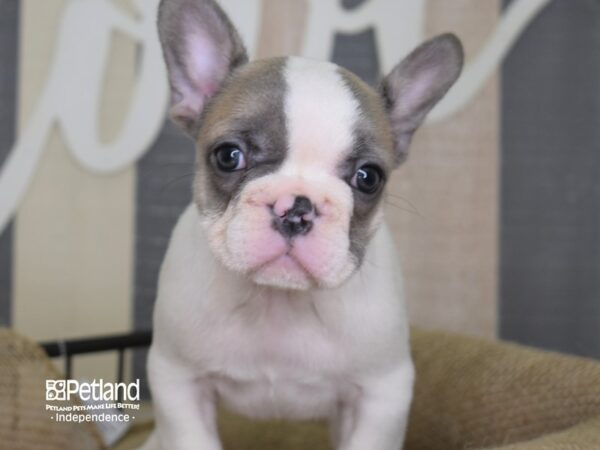 French Bulldog-DOG-Female-Blue Fawn Piebald-3141-Petland Lee's Summit, MO
