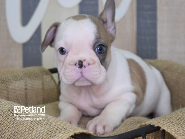 French Bulldog-DOG-Male-Blue Fawn Piebald-3145-Petland Lee's Summit, MO