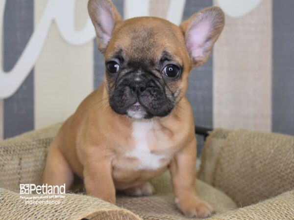 French Bulldog-DOG-Female-Fawn Black Mask-3142-Petland Lee's Summit, MO