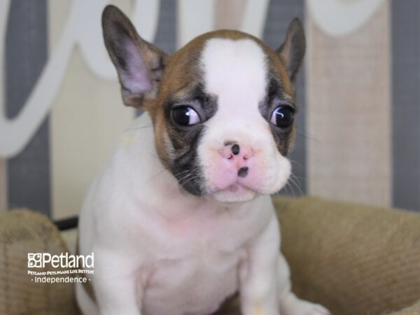 French Bulldog-DOG-Female-Blue Fawn Piebald-3140-Petland Lee's Summit, MO