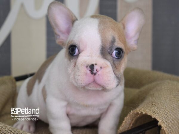 French Bulldog-DOG-Male-Blue Fawn Piebald-3144-Petland Lee's Summit, MO