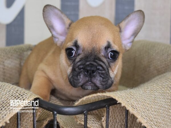 French Bulldog-DOG-Male-Fawn Black Mask-3143-Petland Lee's Summit, MO