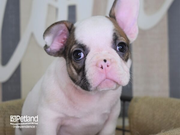 French Bulldog-DOG-Male-Blue Fawn Piebald-3139-Petland Lee's Summit, MO