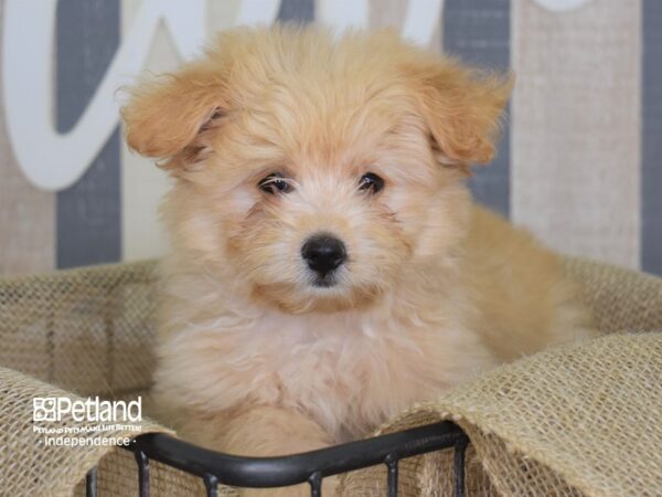 Pom-A-Poo-DOG-Female-Gold-3152-Petland Lee's Summit, MO