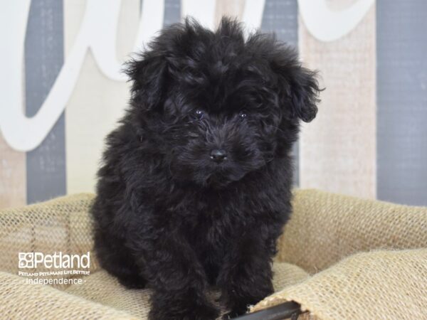 Pom-A-Poo-DOG-Male-Black-3150-Petland Lee's Summit, MO