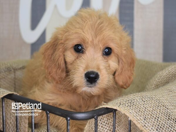 Miniature Goldendoodle-DOG-Female-Light Golden-3138-Petland Lee's Summit, MO