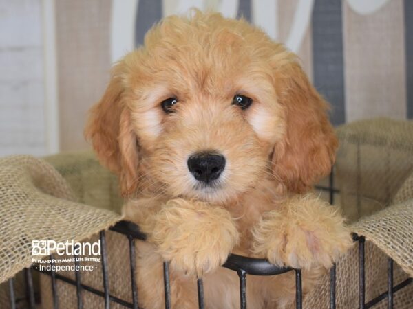 Miniature Goldendoodle-DOG-Male-Golden-3146-Petland Lee's Summit, MO