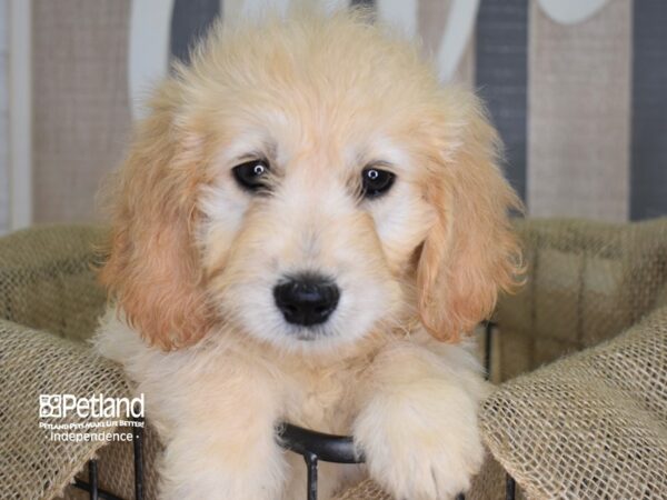 Miniature Goldendoodle-DOG-Male-Light Golden-3137-Petland Lee's Summit, MO