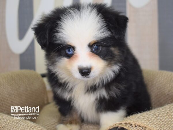 Toy Australian Shepherd-DOG-Male-Black and Tan-3154-Petland Lee's Summit, MO