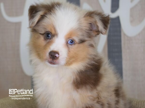 Toy Australian Shepherd-DOG-Male-Red Merle-3158-Petland Lee's Summit, MO