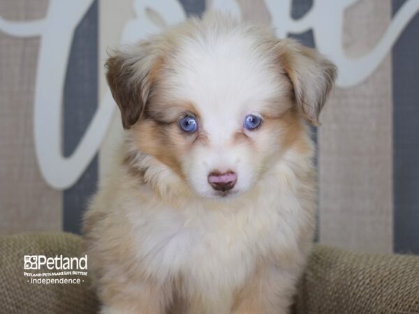 Toy Australian Shepherd-DOG-Female-Red Merle-3157-Petland Lee's Summit, MO
