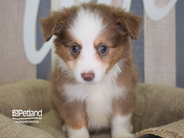 Toy Australian Shepherd-DOG-Female-Red and Tan-3156-Petland Lee's Summit, MO