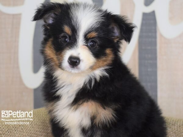 Toy Australian Shepherd-DOG-Female-Black and Tan-3155-Petland Lee's Summit, MO
