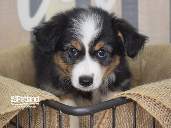 Toy Australian Shepherd-DOG-Female-Black and Tan-3153-Petland Lee's Summit, MO
