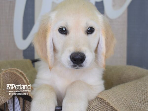 Golden Retriever-DOG-Male-Golden-3159-Petland Lee's Summit, MO