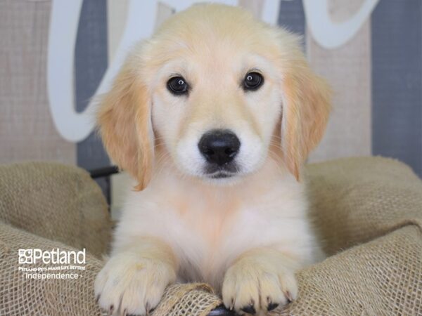 Golden Retriever-DOG-Female-Golden-3160-Petland Lee's Summit, MO