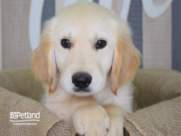 Golden Retriever-DOG-Male--3169-Petland Lee's Summit, MO