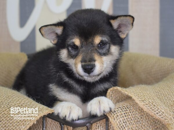 Shiba Inu-DOG-Female-Black and Tan-3162-Petland Lee's Summit, MO